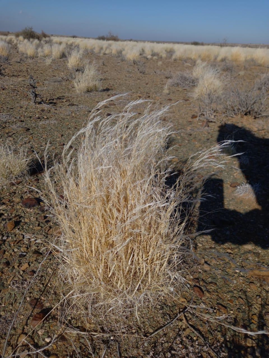 4 Bedroom Property for Sale in Vanwyksvlei Northern Cape